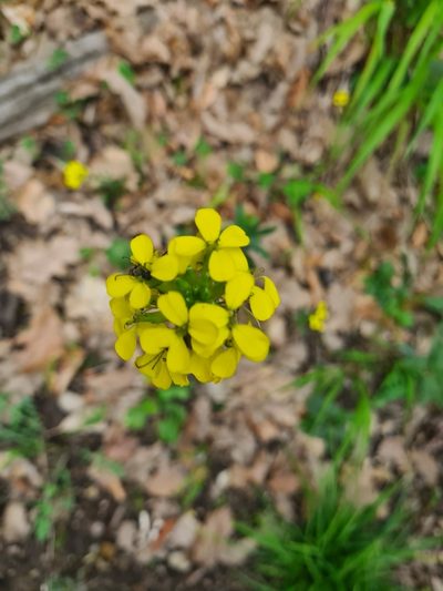 Erysimum odoratum, photographed by Jacek Pietruszewski