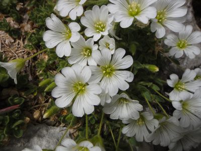 Cerastium uniflorum, photographed by Christian Berg