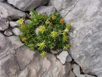 Saxifraga aphylla, photographed by Christian Berg
