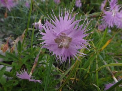 Dianthus sternbergii, photographed by Christian Berg