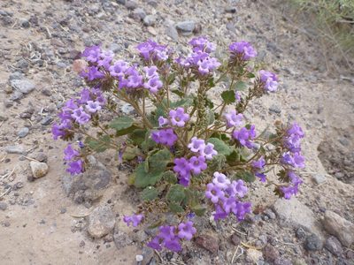 Phacelia pulchella, photographed by Jason Eckberg