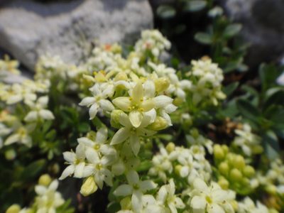 Galium megalospermum, photographed by Christian Berg