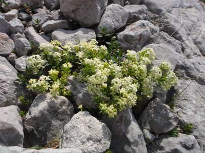 Galium megalospermum, photographed by Christian Berg