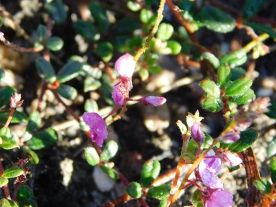 Indigofera outeniquensis, photographed by Rebecca Ryen-Stols