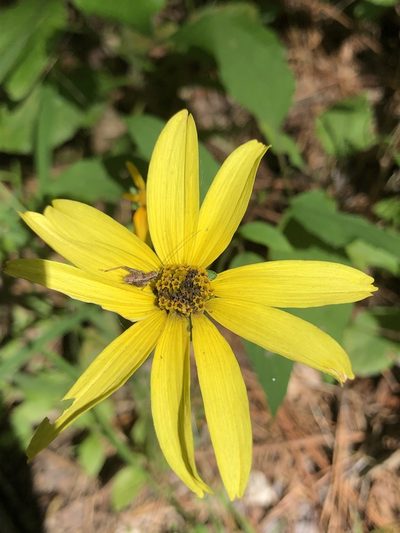 Heliopsis gracilis, photographed by John Kees