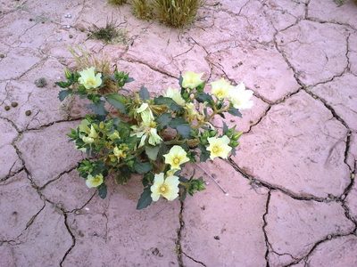 Mentzelia tricuspis, photographed by Jason Eckberg