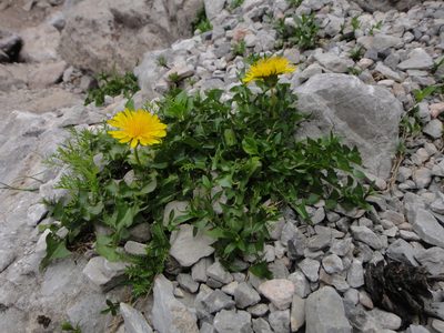 Taraxacum taraxacoides, photographed by Christian Berg