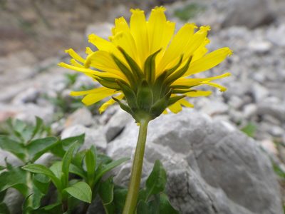 Taraxacum taraxacoides, photographed by Christian Berg