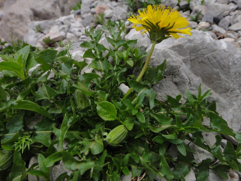Taraxacum taraxacoides, photographed by Christian Berg