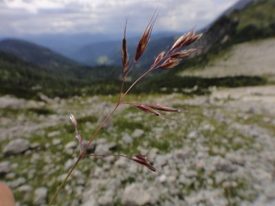 Acrospelion distichophyllum, photographed by Christian Berg