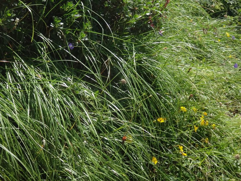 Festuca pulchella, photographed by Christian Berg