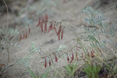 Astragalus australis, photographed by Syd Cannings