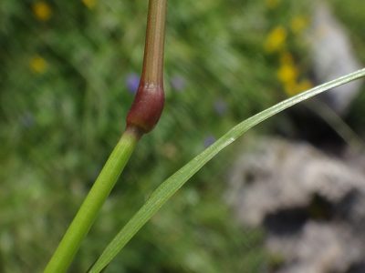 Festuca pulchella, photographed by Christian Berg