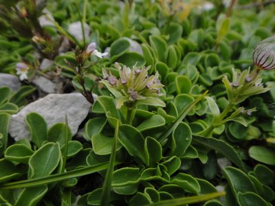 Valeriana supina, photographed by Christian Berg