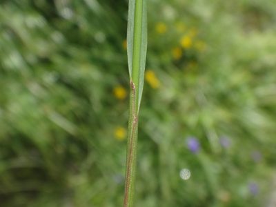 Festuca pulchella, photographed by Christian Berg