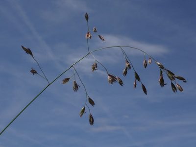 Festuca pulchella, photographed by Christian Berg