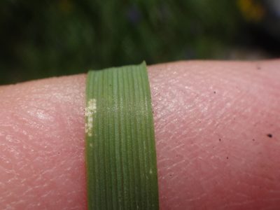 Festuca pulchella, photographed by Christian Berg