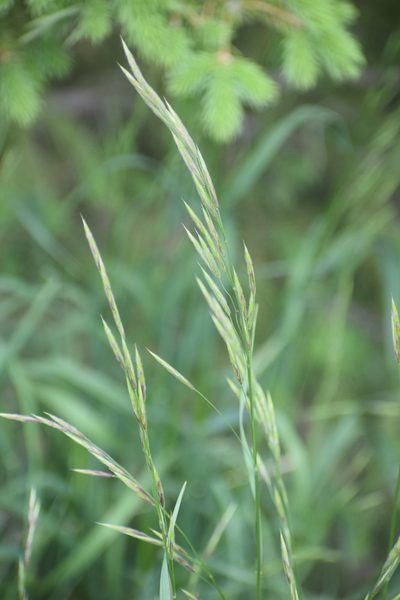 Bromus pumpellianus, photographed by Syd Cannings