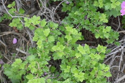 Ribes oxyacanthoides, photographed by Syd Cannings