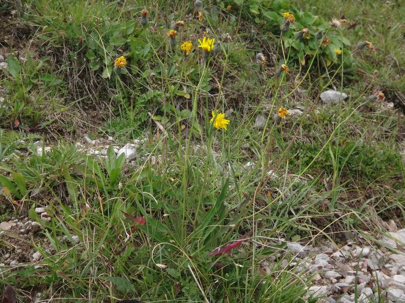 Hieracium glaucum, photographed by Christian Berg