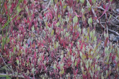 Atriplex suckleyi, photographed by Syd Cannings
