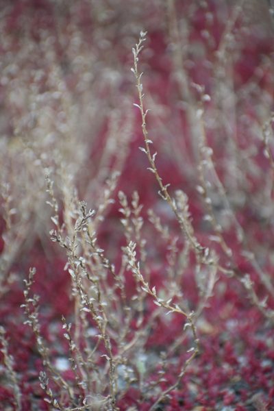 Atriplex suckleyi, photographed by Syd Cannings