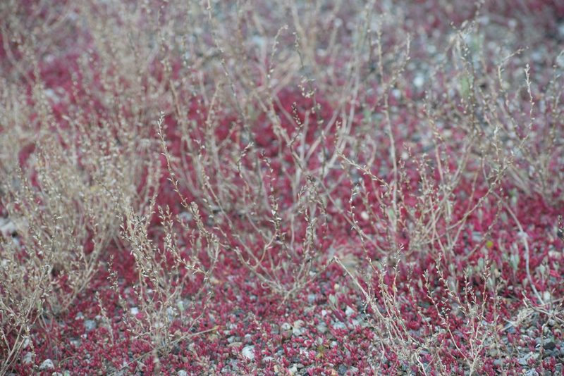 Atriplex suckleyi, photographed by Syd Cannings