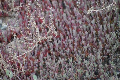 Atriplex suckleyi, photographed by Syd Cannings