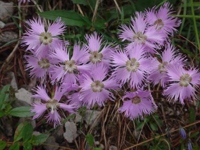 Dianthus sternbergii, photographed by Christian Berg