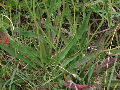 Hieracium glaucum, photographed by Christian Berg