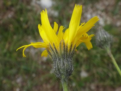Hieracium glaucum, photographed by Christian Berg