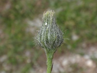 Hieracium glaucum, photographed by Christian Berg