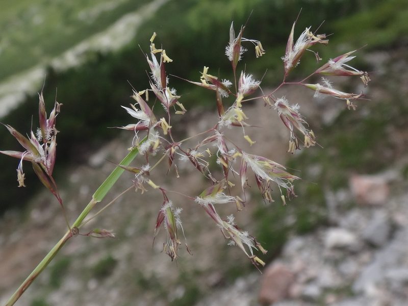 Acrospelion distichophyllum, photographed by Christian Berg