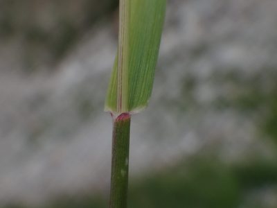 Acrospelion distichophyllum, photographed by Christian Berg