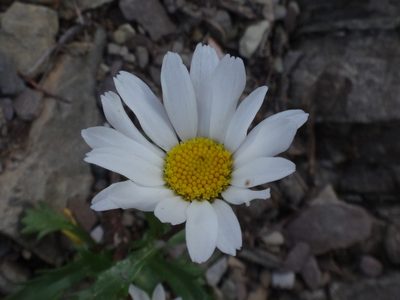 Leucanthemum atratum, photographed by Christian Berg