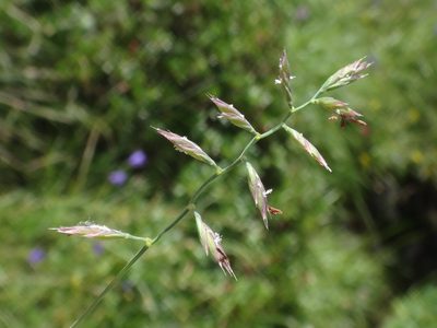 Festuca rupicaprina, photographed by Christian Berg