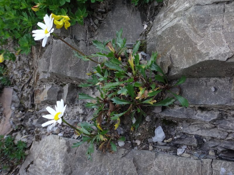 Leucanthemum atratum, photographed by Christian Berg