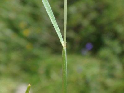 Festuca rupicaprina, photographed by Christian Berg