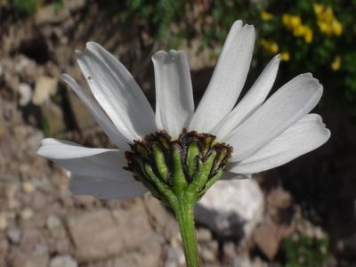 Leucanthemum atratum, photographed by Christian Berg