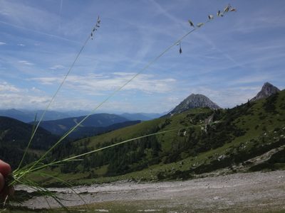Festuca rupicaprina, photographed by Christian Berg