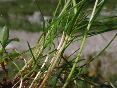 Festuca rupicaprina, photographed by Christian Berg