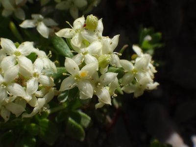 Galium megalospermum, photographed by Christian Berg