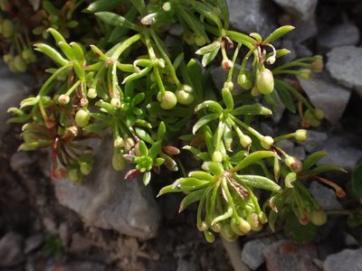 Galium megalospermum, photographed by Christian Berg