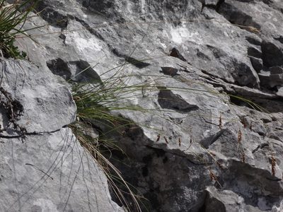 Carex brachystachys, photographed by Christian Berg