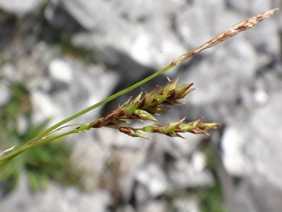 Carex brachystachys, photographed by Christian Berg