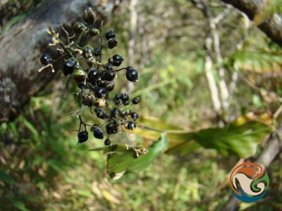 Lasiacis nigra, photographed by Eugenio Padilla