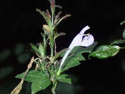 Isoglossa cooperi, photographed by Mahomed Desai