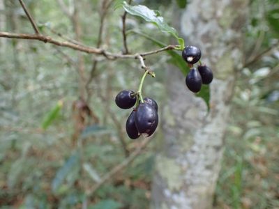 Peddiea africana, photographed by Mahomed Desai