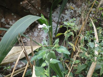Hypoestes triflora, photographed by Mahomed Desai