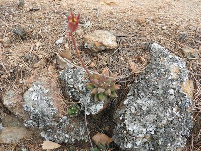 Pachyphytum compactum, photographed by Oscar Alejandro Morales Juárez